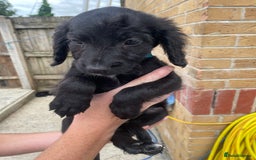 Mixed Breed dogs for sale: Cocker spaniel x lurcher ready to go now !!  - Image 1