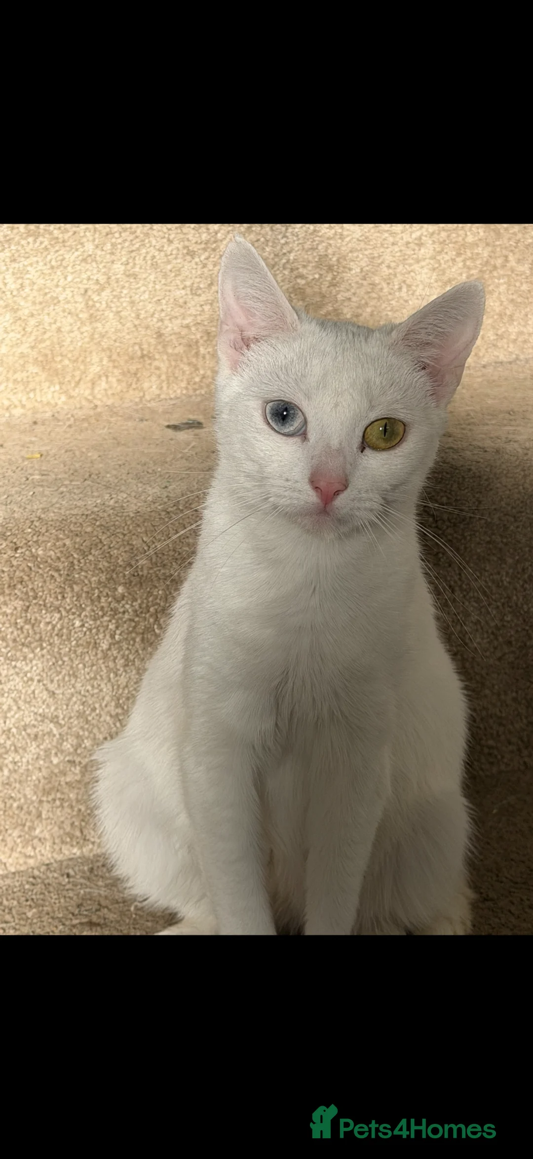 Siberian cats for sale: 3 beautiful female kittens  - Advert 2