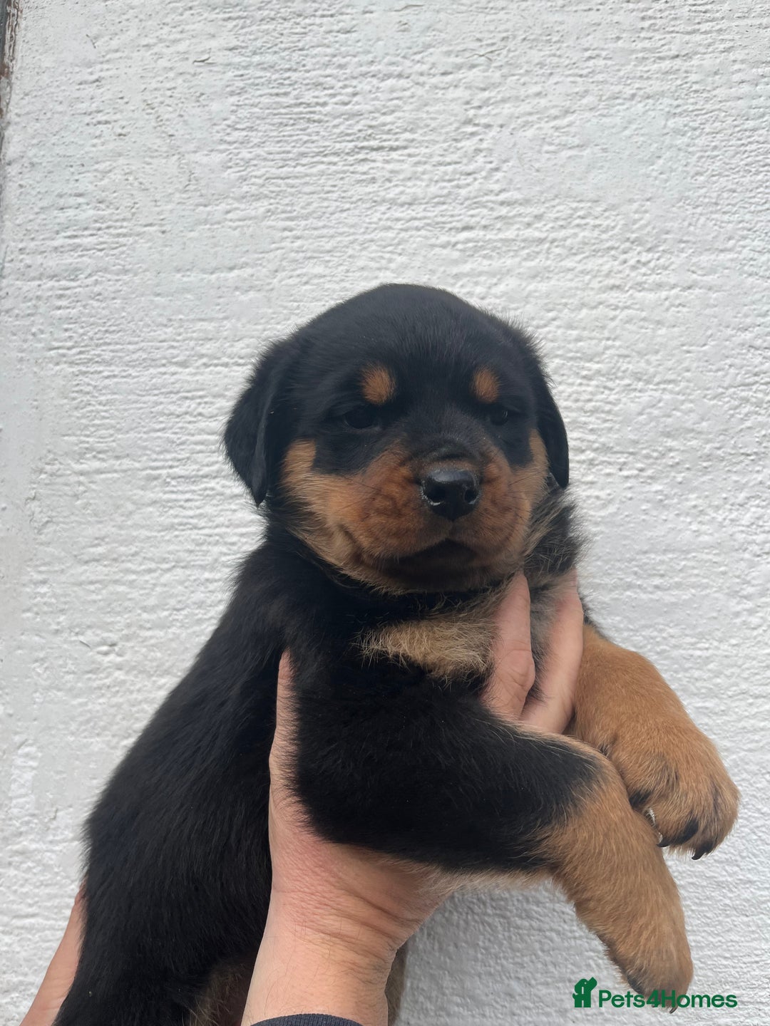 Rottweiler dogs for sale: Outstanding litter of Rotweiller Puppies  - Image 10