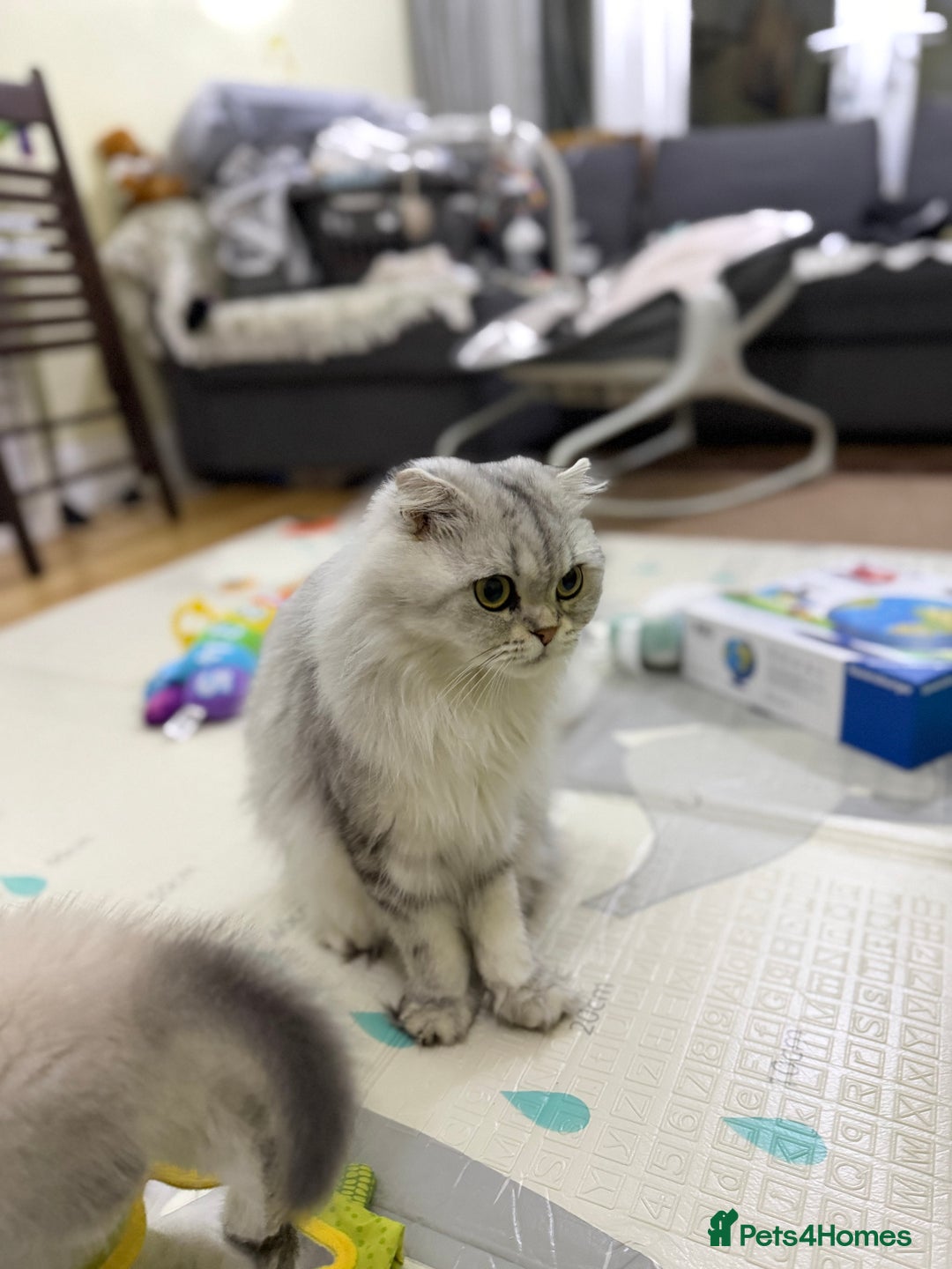 Mixed Breed cats for sale: Beautiful British straight = Chinchilla boy - Advert 8