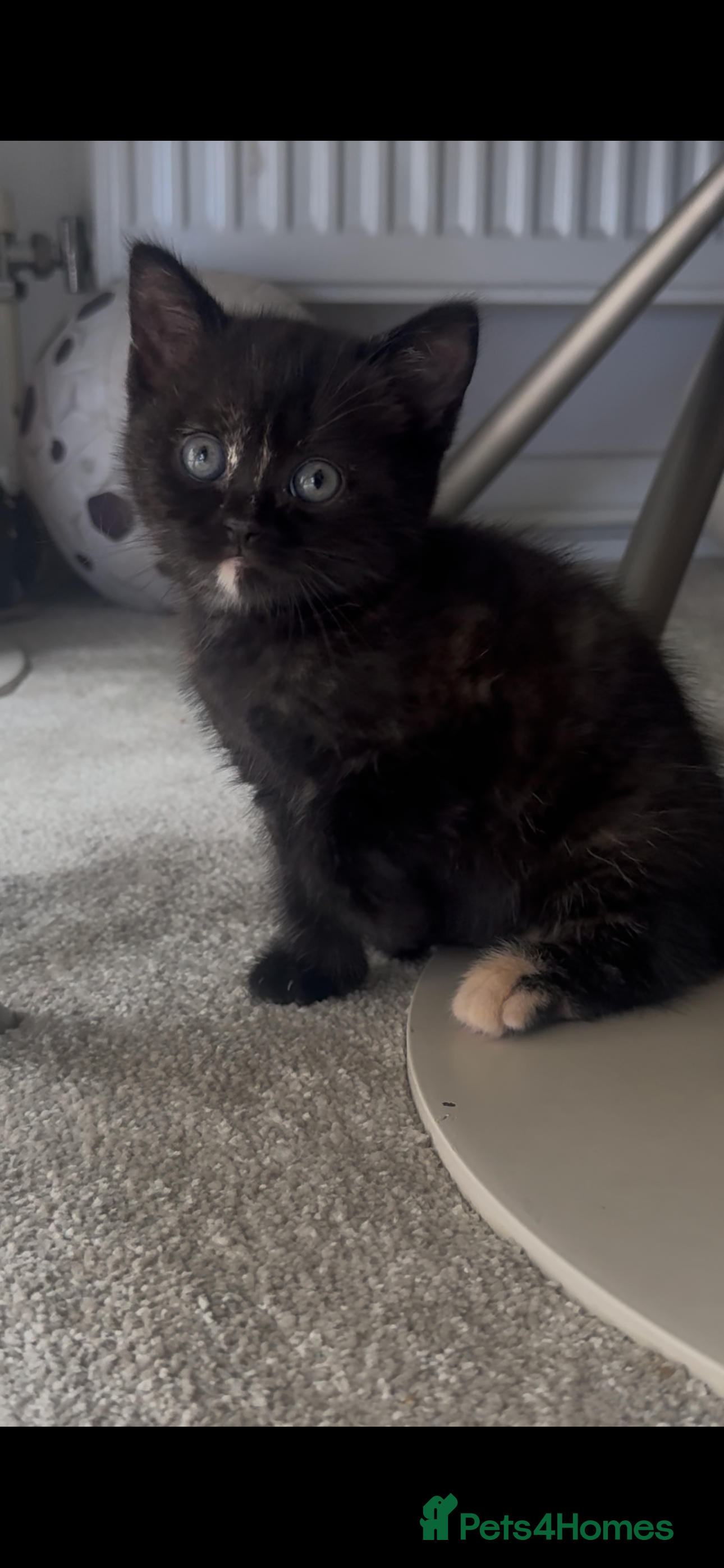 British Shorthair cats British short hair kittens  - Advert 2
