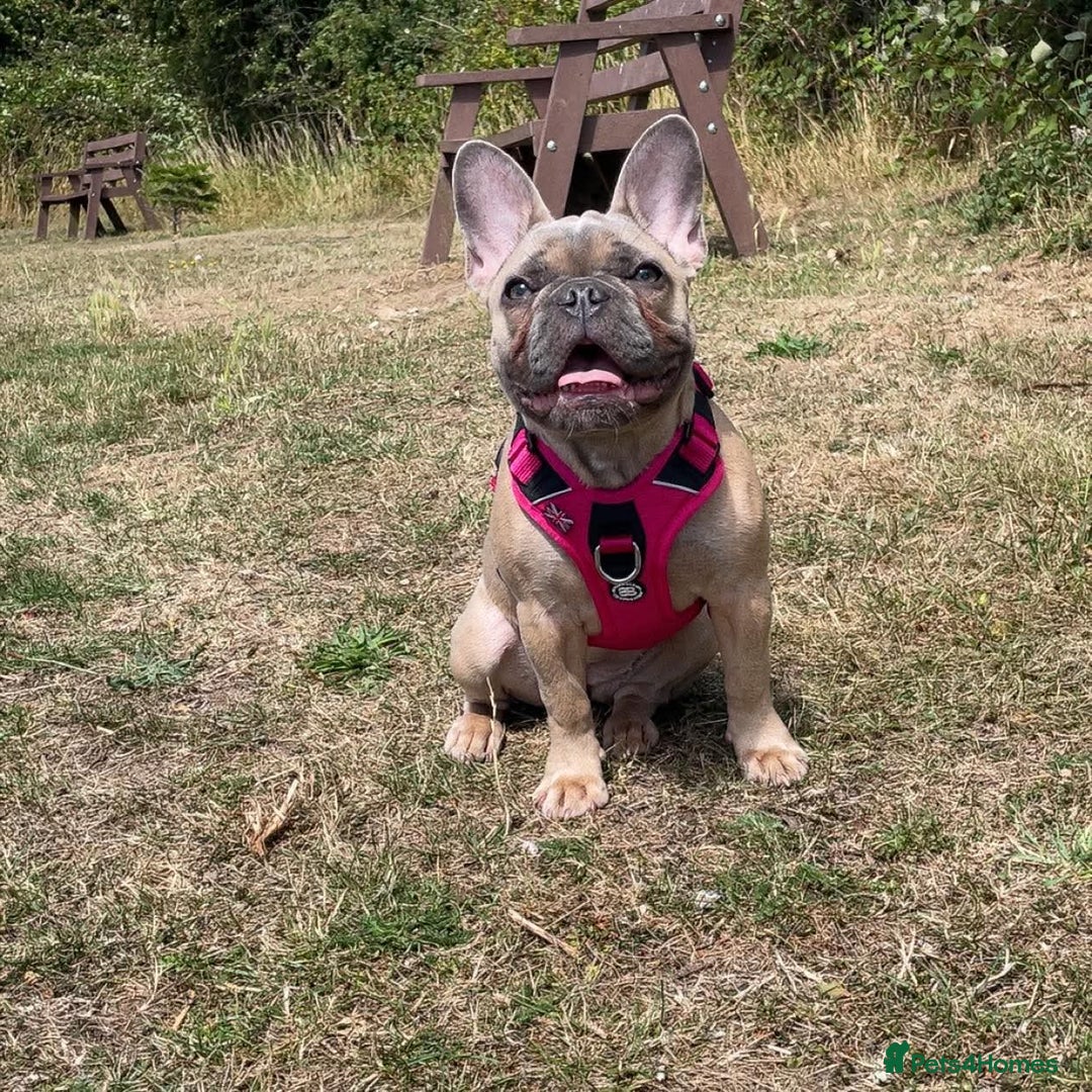 Frug dogs for sale: Frugs  - Advert 6