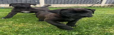 Presa Canario Puppy 2