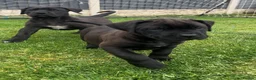 Presa Canario dogs for sale: STUNNING BLACK PRESA CANARIO PUPS  - Advert 3