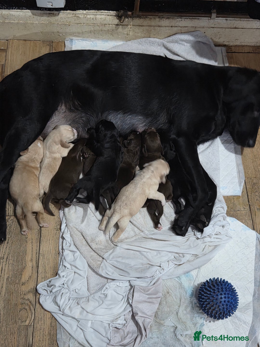 Cockerdor dogs for sale: Cockerdors - Advert 9