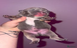 French Bulldog dogs for sale: 💞 Merle French Bulldog Puppies 💕💝  - Image 3