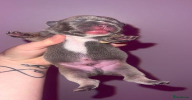 French Bulldog dogs - Advert 8