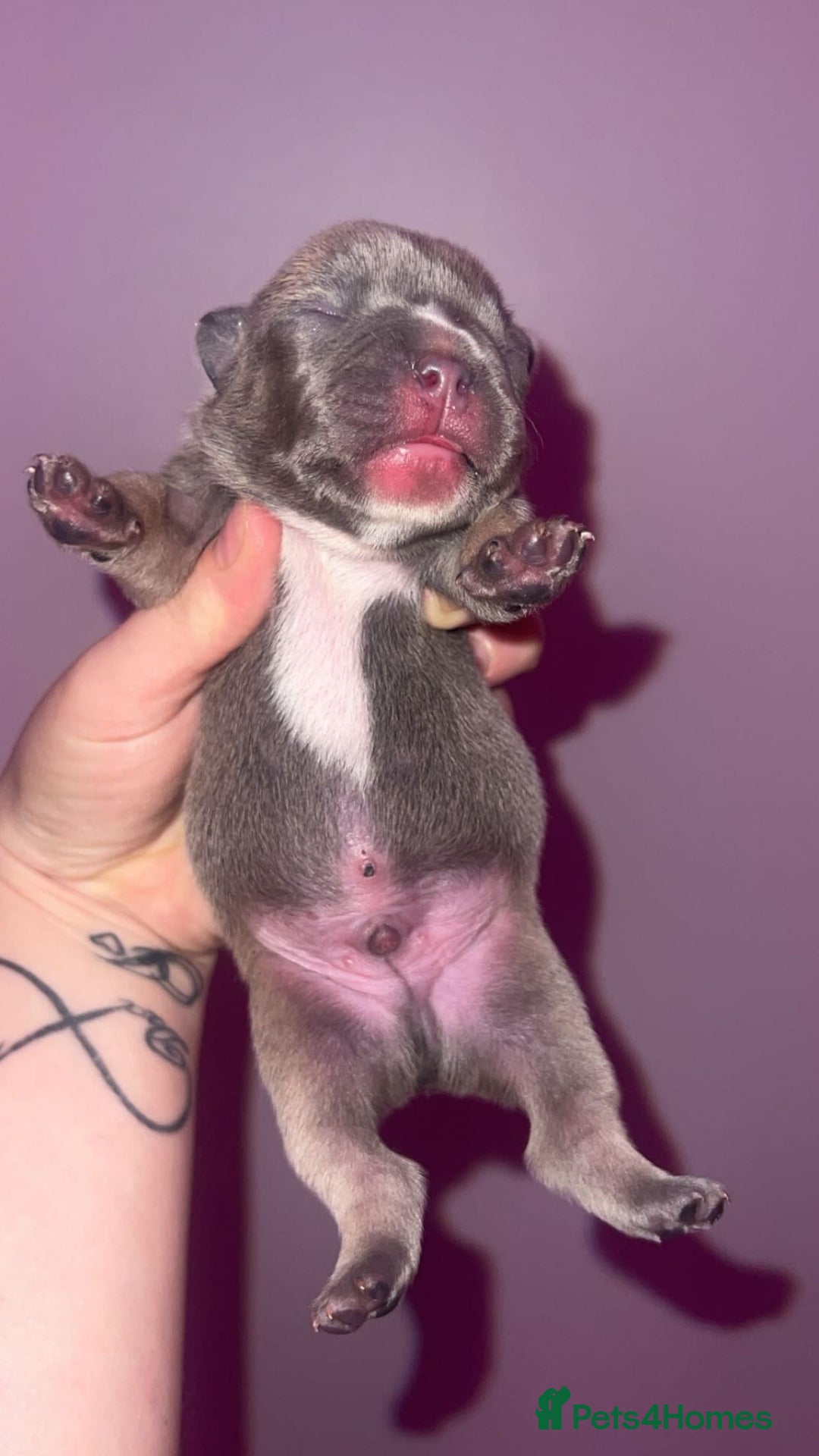 French Bulldog dogs for sale: 💞 Merle French Bulldog Puppies 💕💝  - Image 3
