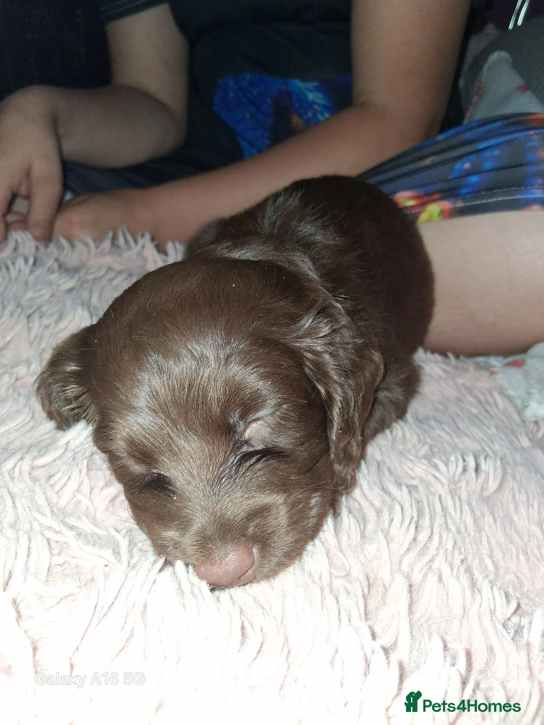 Cockapoo dogs for sale: Spaniel with a dash of poodle - Advert 9