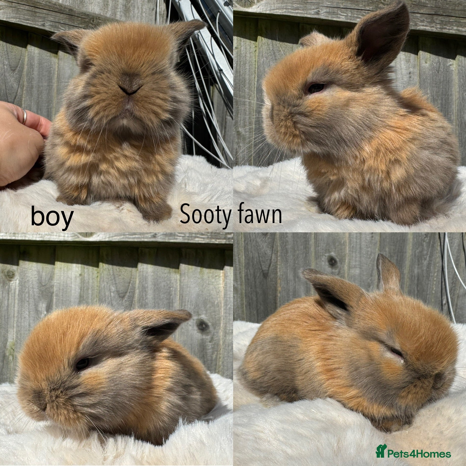 Mini Lop rabbits Pure mini Lops  - Advert 15