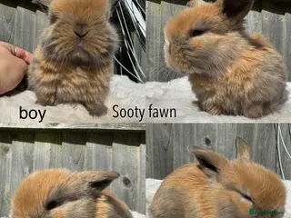 Mini Lop rabbits Pure mini Lops - Advert 15