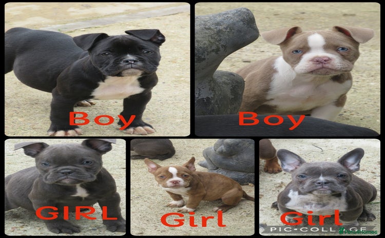 American Bully dogs - Advert 1