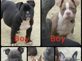 American Bully dogs Micro exotic American bullys bitcoin bloodlines - Advert 1
