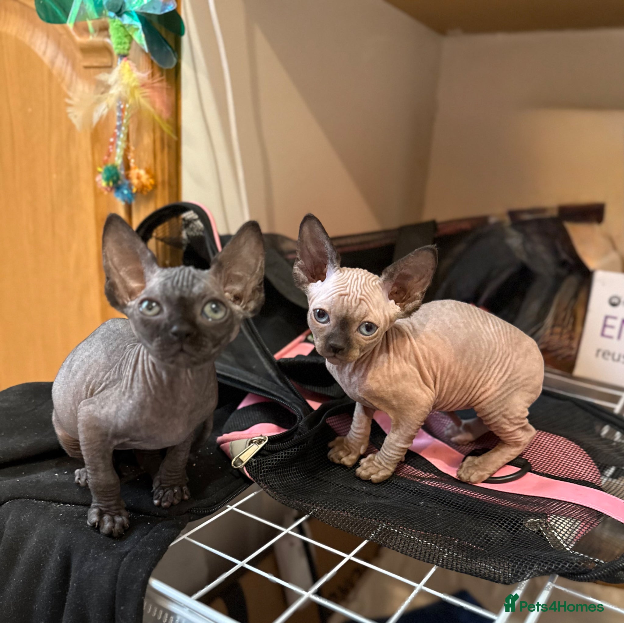 Sphynx cats Beautiful Spynx kittens 2 girls available  - Advert 16