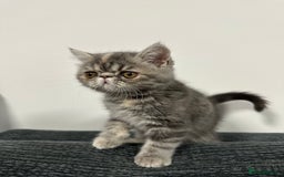 Persian cats for sale: ⭐️ Exceptional Persian x Exotic Kittens ⭐️ - Advert 14