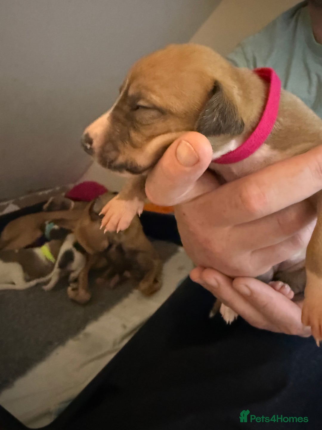 Whippet dogs for sale: Beautiful pedigree whippet puppies - Cornwall - Advert 12