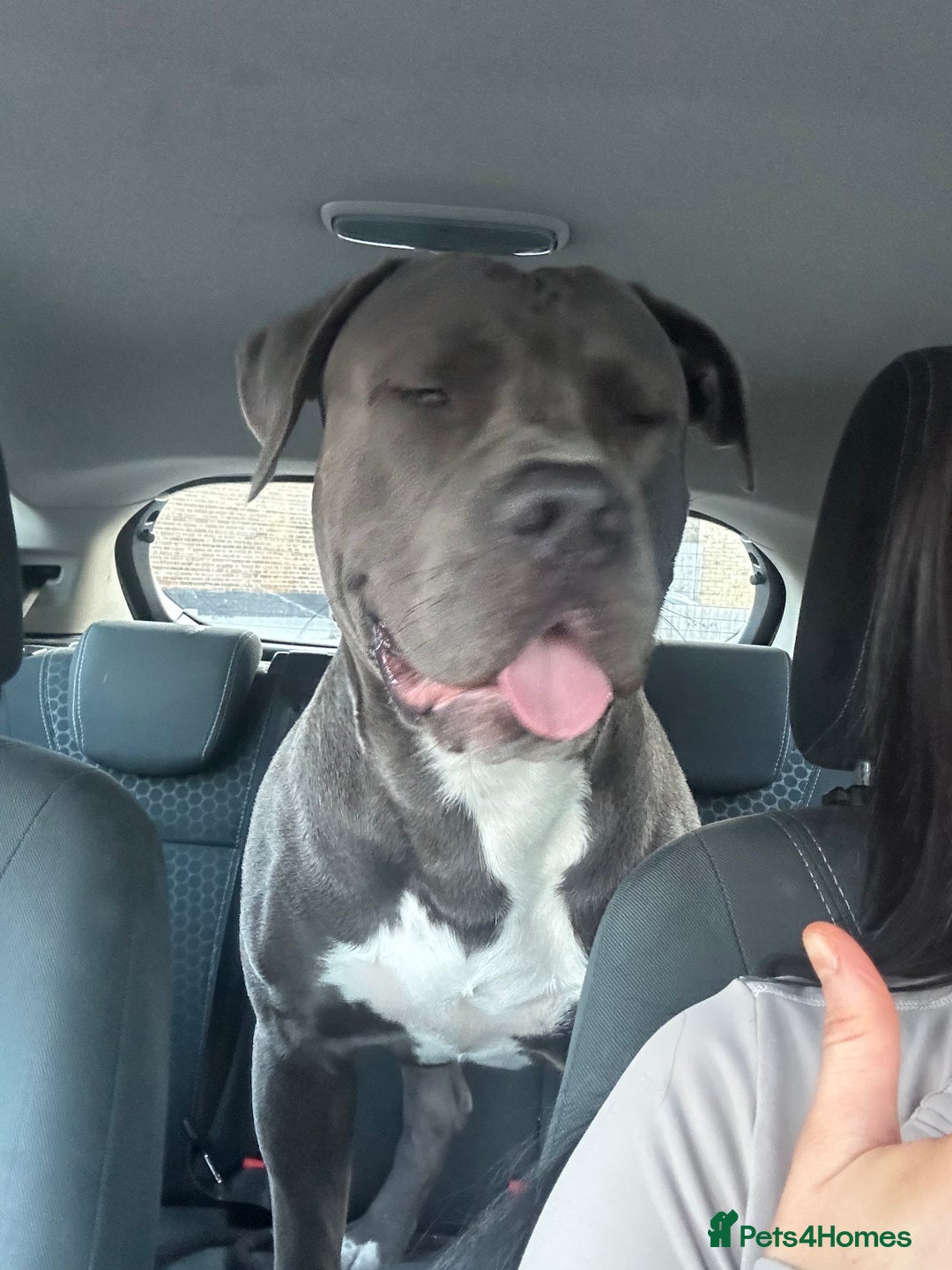 Mixed Breed dogs for sale: Cane corso x staff puppies  - Image 15