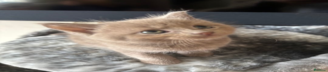 Maine Coon Kitten 4