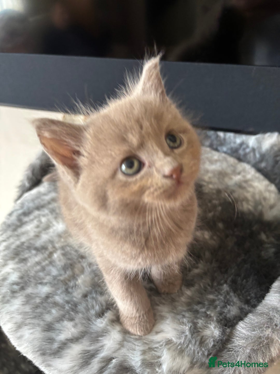Maine Coon cats for sale: 7 Maine Coon x Bengal kittens - Image 7