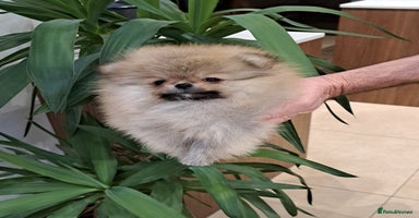 Pomeranian dogs - Advert 15