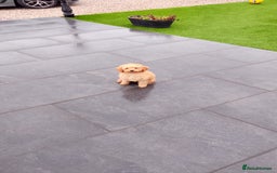 Miniature Poodle dogs for sale: ✨KC Top quality parents health tested pure breed ✨ - Image 3