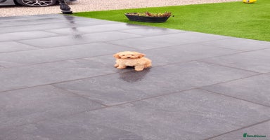 Miniature Poodle dogs - Advert 2