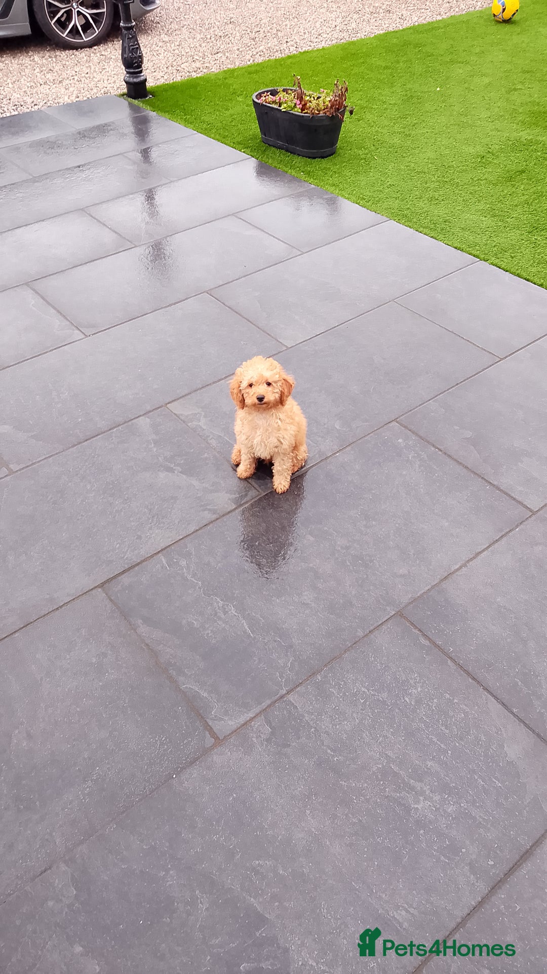 Miniature Poodle dogs for sale: ✨KC Top quality parents health tested pure breed ✨ - Image 3