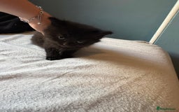 Mixed Breed cats for sale: Kittens - Image 1