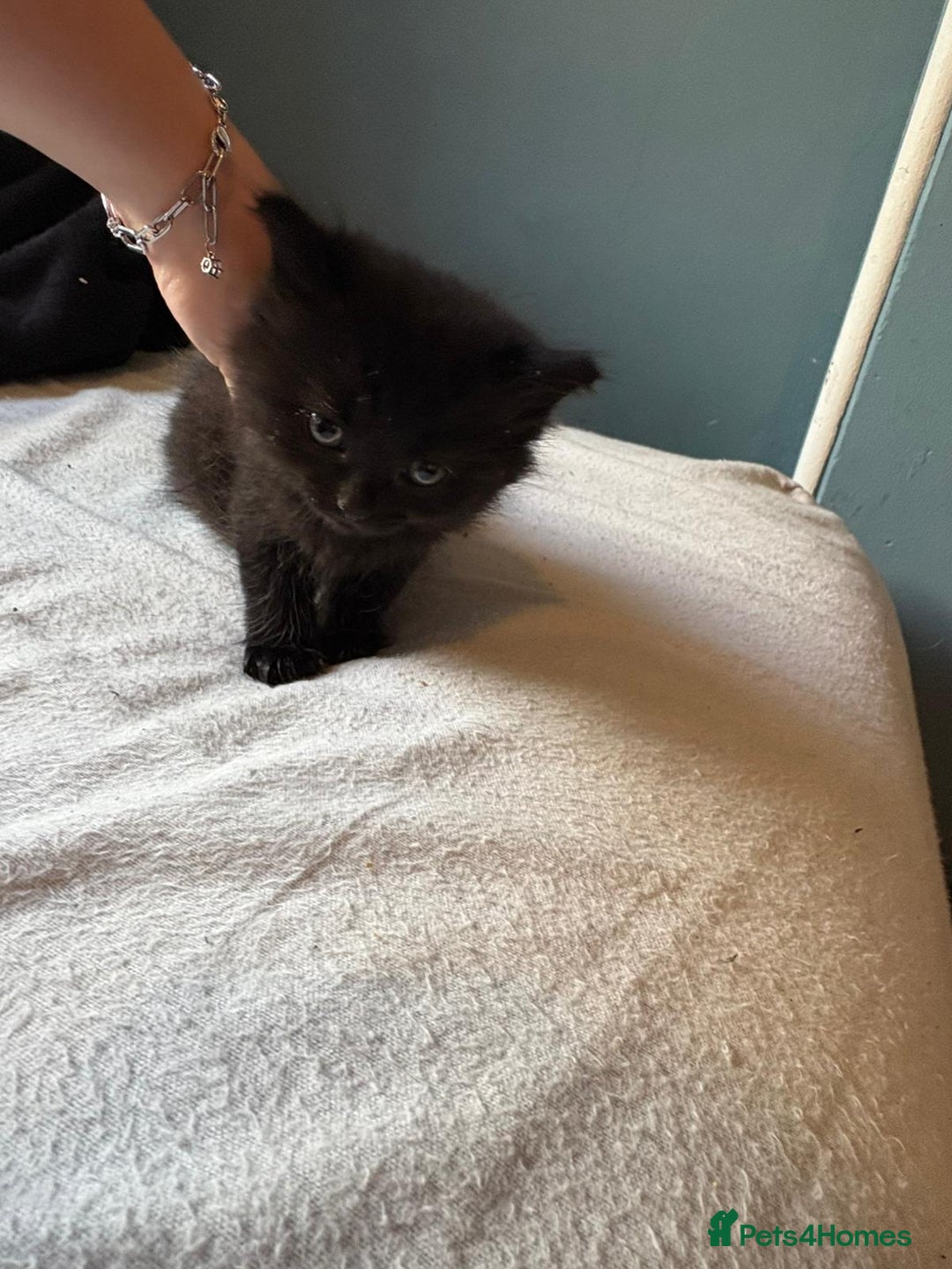 Mixed Breed cats for sale: Kittens - Image 1