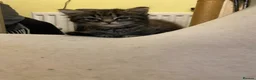 Mixed Breed cats for sale: Beautiful kittens - Advert 11