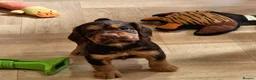 Cocker Spaniel dogs for sale: 7 BEAUTIFUL KC WORKING TYPE COCKER SPANIEL  - Advert 16