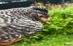 Chickens poultry for sale: Aracana hybrid green egg layers chickens - Image 7