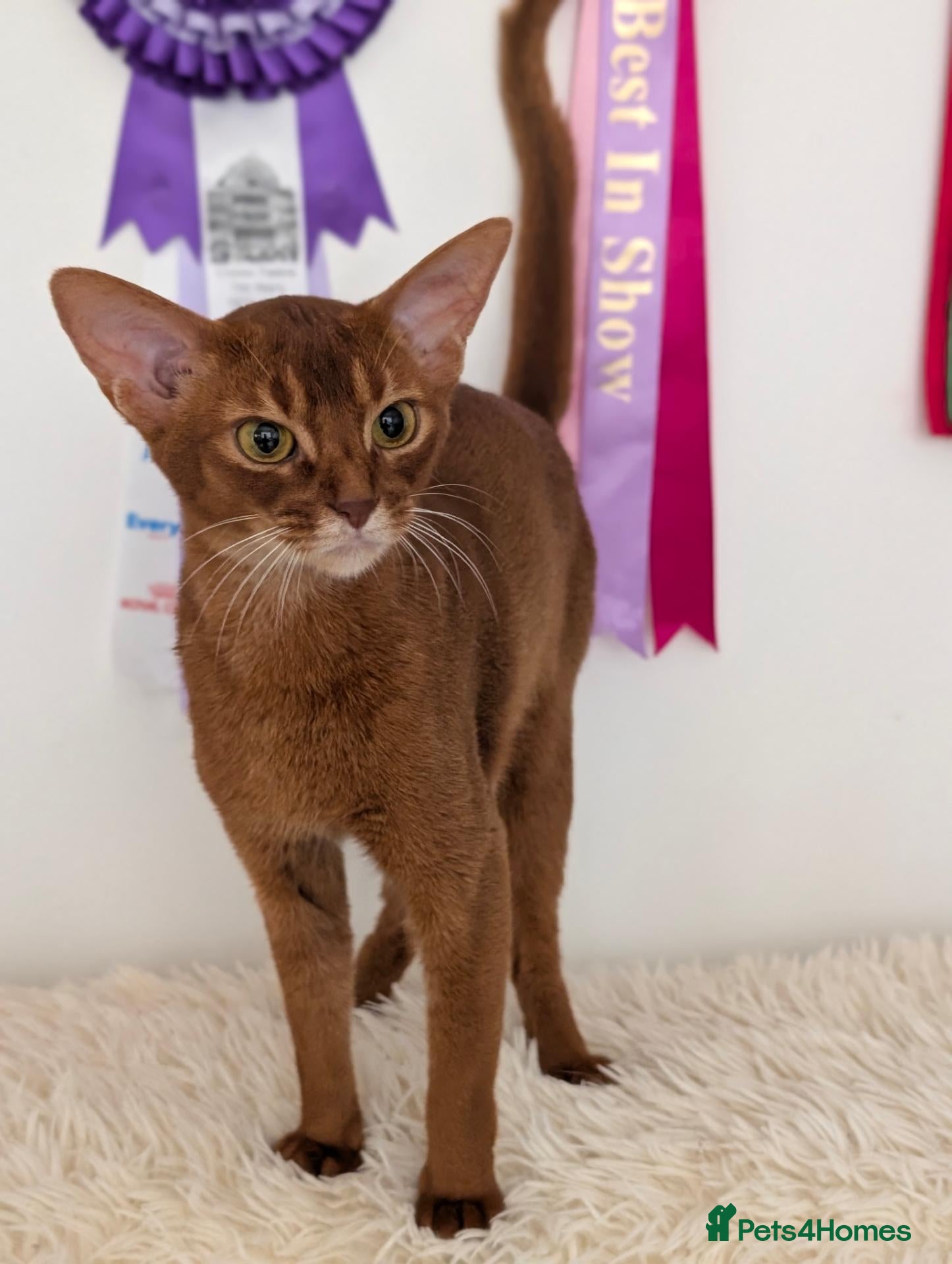 Abyssinian cats Stunning Female for Breeding  - Advert 3