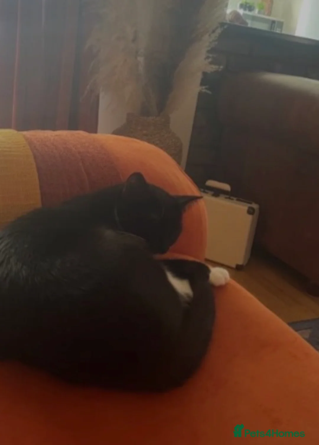 Mixed Breed cats for sale: Twix 🧡 - Advert 6