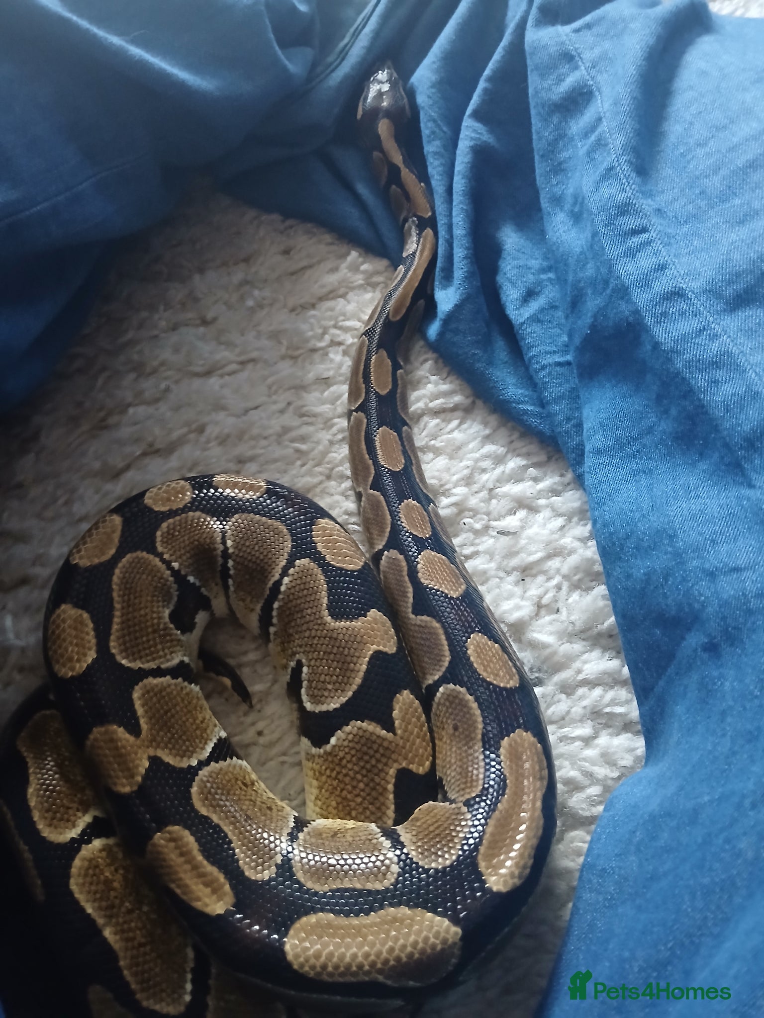 Python Snake reptiles Female Royal python for sale - Advert 1