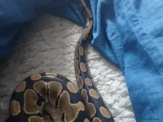Python Snake reptiles Female Royal python and 5 foot vivarium - Advert 1