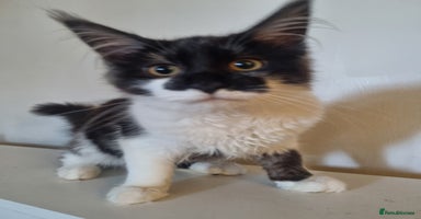 Maine Coon cats - Advert 1