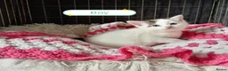 Mixed Breed cats for sale: Kittens adorable  - Advert 15