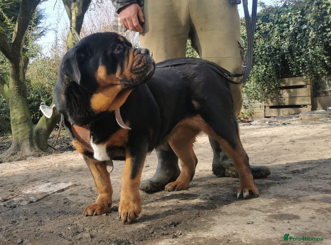 Mastiff dogs for sale: Beautiful female Mastiff  - Image 9