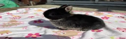 Netherland Dwarf rabbits for sale: Netherland Dwarf babies  - Advert 3