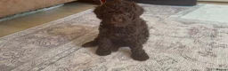 Sproodle dogs for sale: Sproodle puppies 2x brown males - Advert 6
