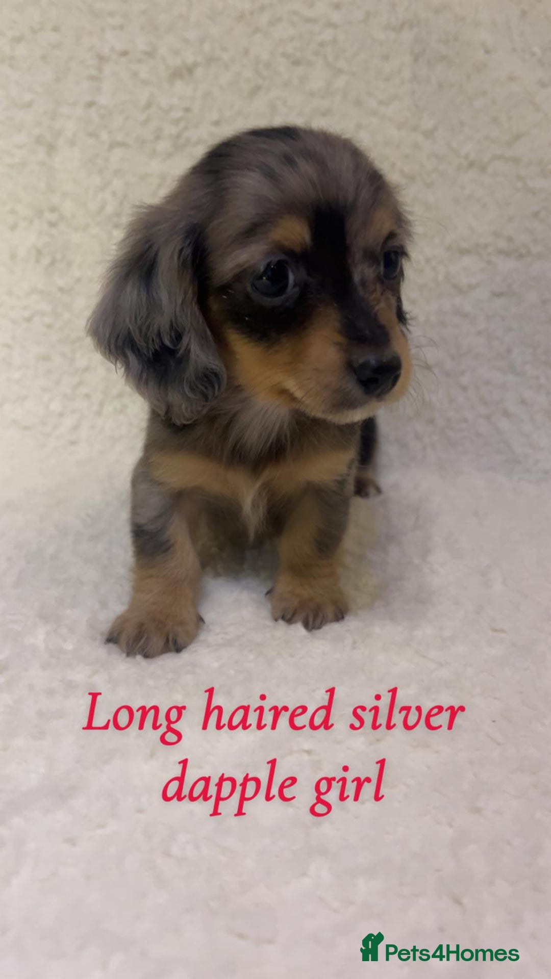 Miniature Dachshund dogs for sale: ****true to type mini dachshund *** - Advert 2