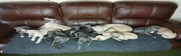 Whippet dogs for sale: High Quality Whippet pups Crufts - Advert 6