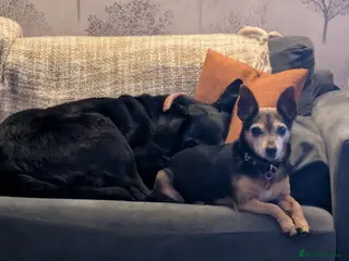 Labrador Retriever dogs Two Loving Senior Dogs Looking for a Home Together in Rotherham - Advert 15