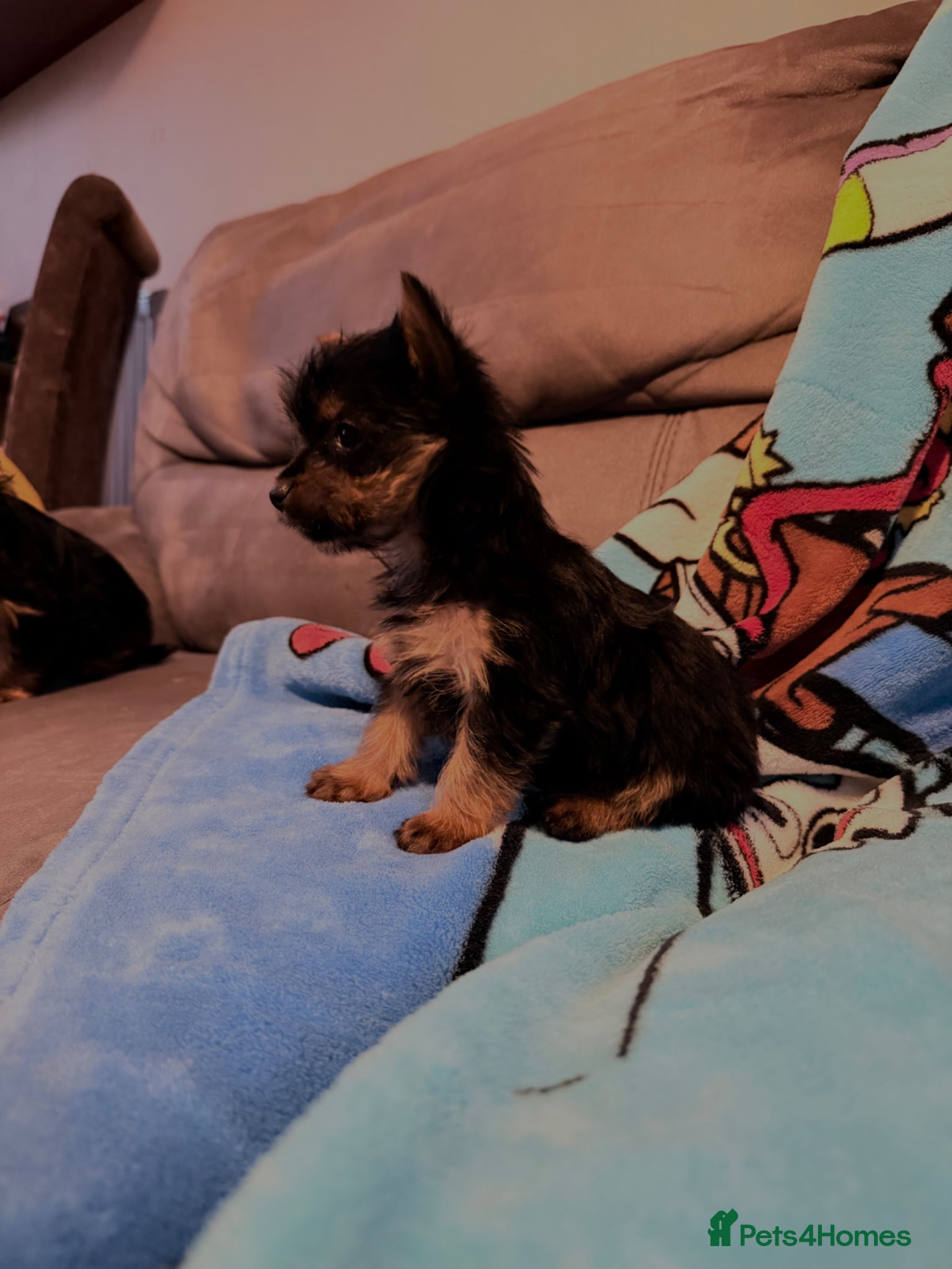 Yorkshire Terrier dogs for sale: yorkshire terrier puppies  in Leicester - Advert 7