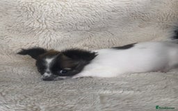 Chihuahua dogs for sale: 2 chihuahua boys left  - Image 9