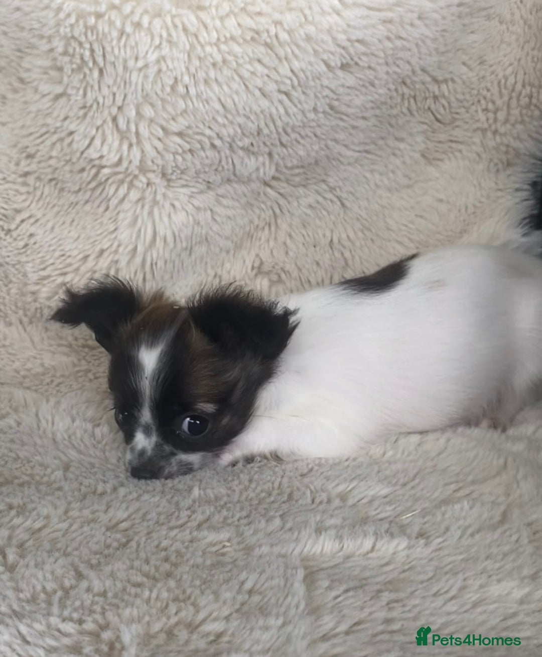 Chihuahua dogs for sale: 2 chihuahua boys left  - Image 9