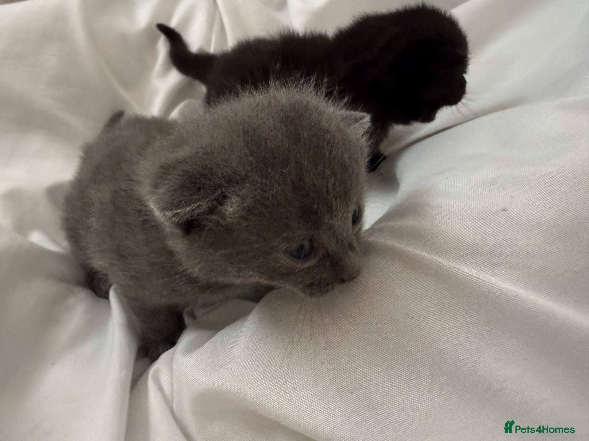 Mixed Breed cats 2 beautiful kittens ready for reservation! - Advert 15