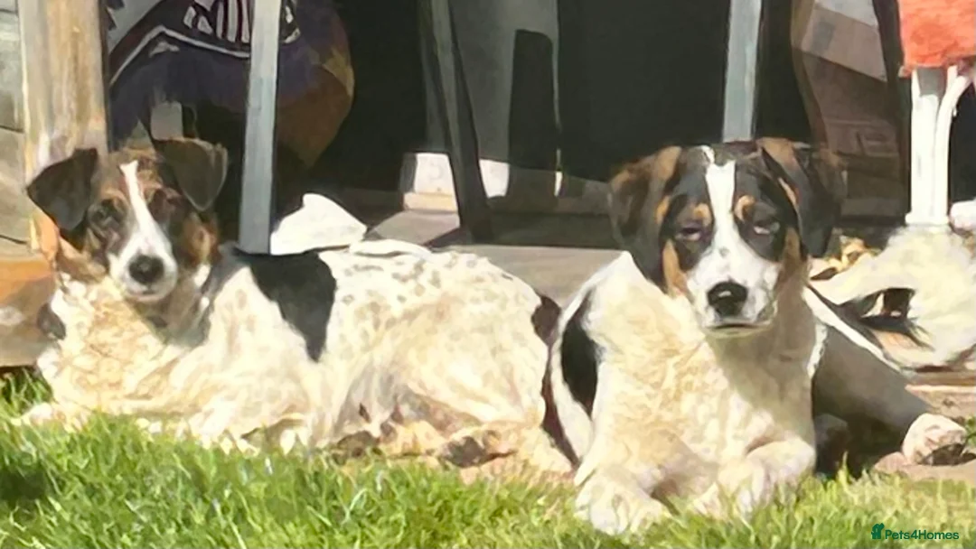 Mixed Breed dogs for sale: Charlie is looking for his home - Advert 3