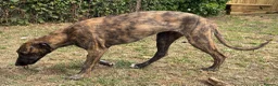 Lurcher dogs for sale: The last 2 lurcher pups.  in Skegness - Advert 10